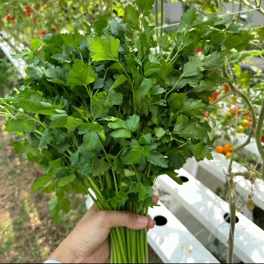 Italian Parsley (flat-leaf)
