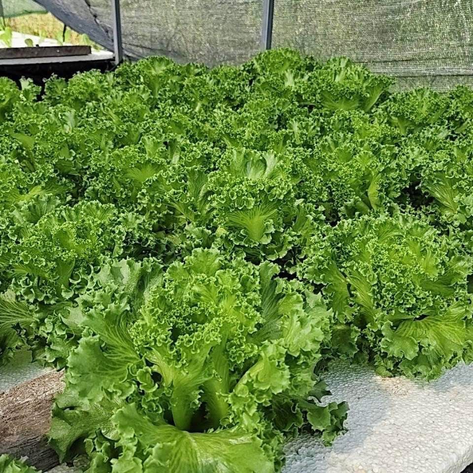 Frillice Lettuce