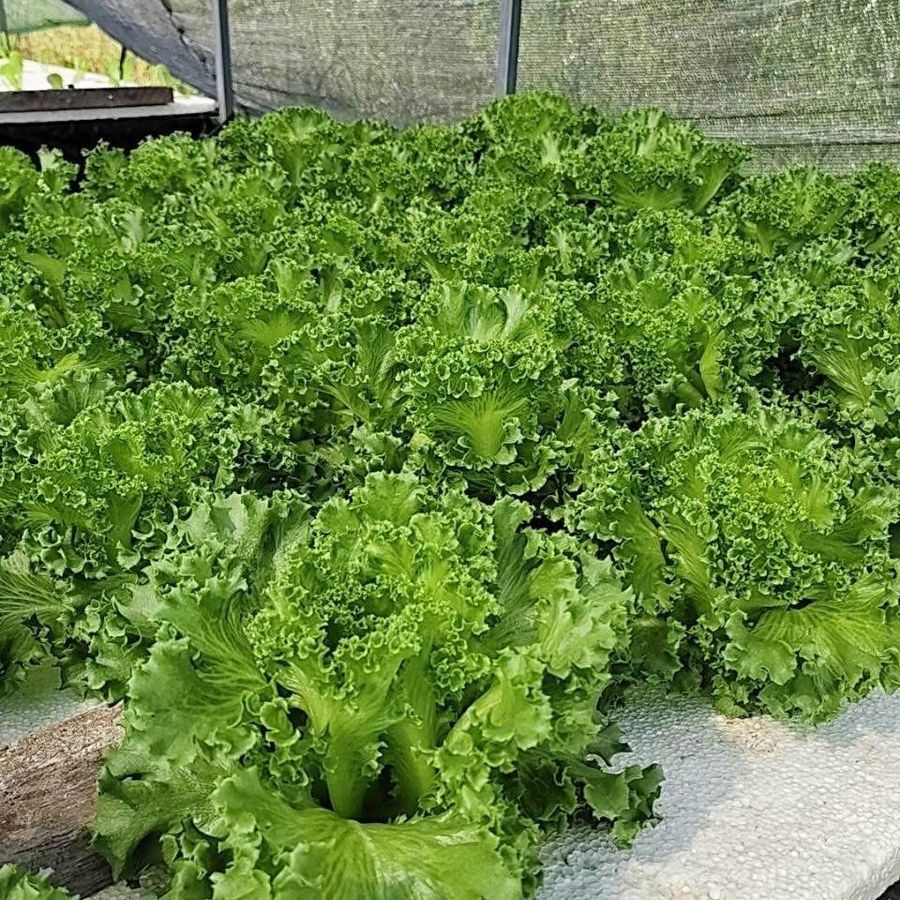 Frillice Lettuce