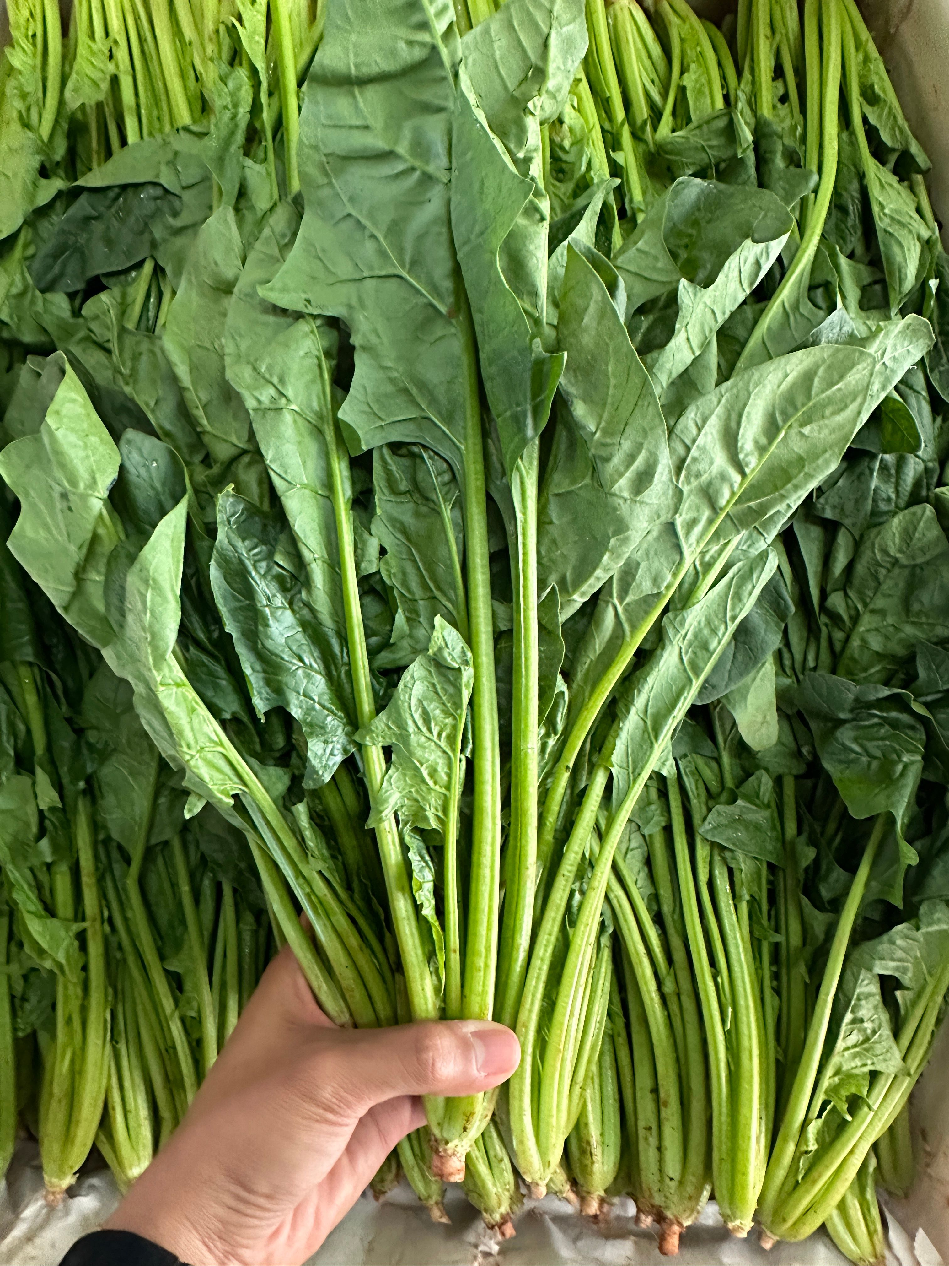 Spinach