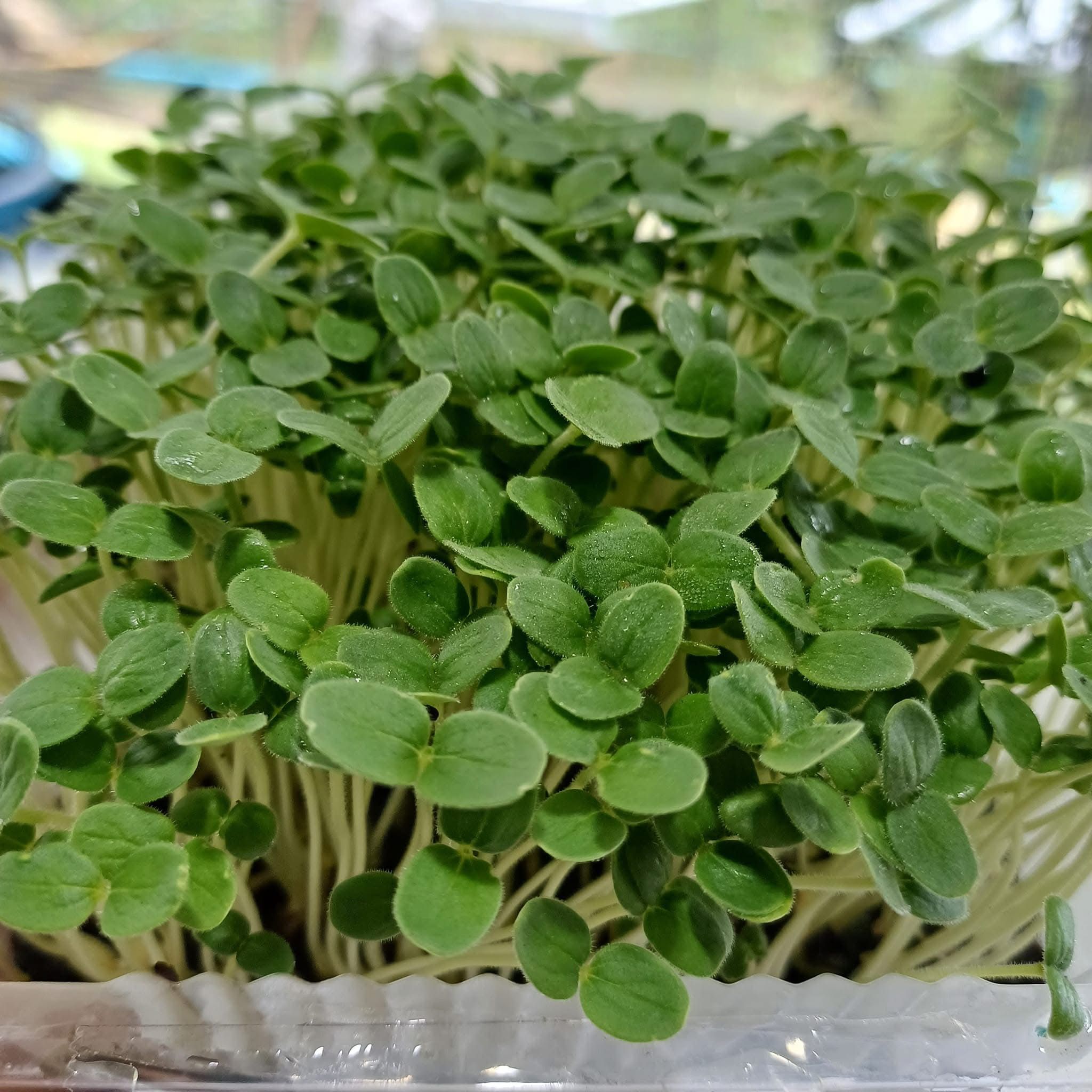 Microgreen Broccoli