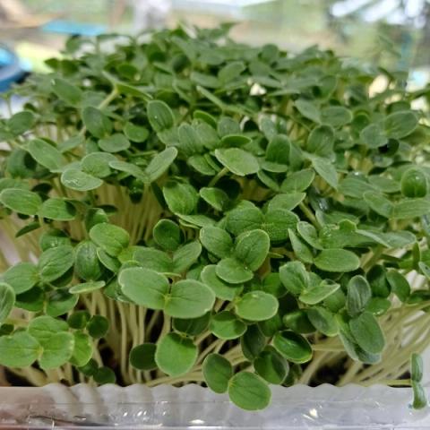 Microgreen Broccoli