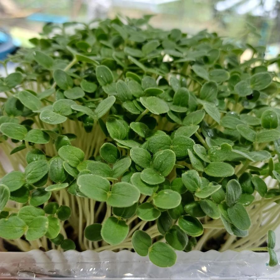 Microgreen Broccoli