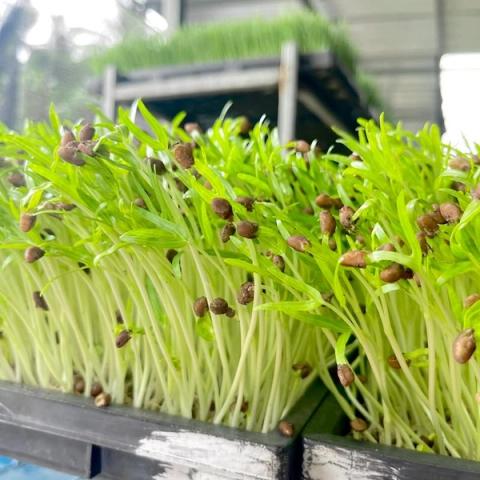 Morning Glory Sprout