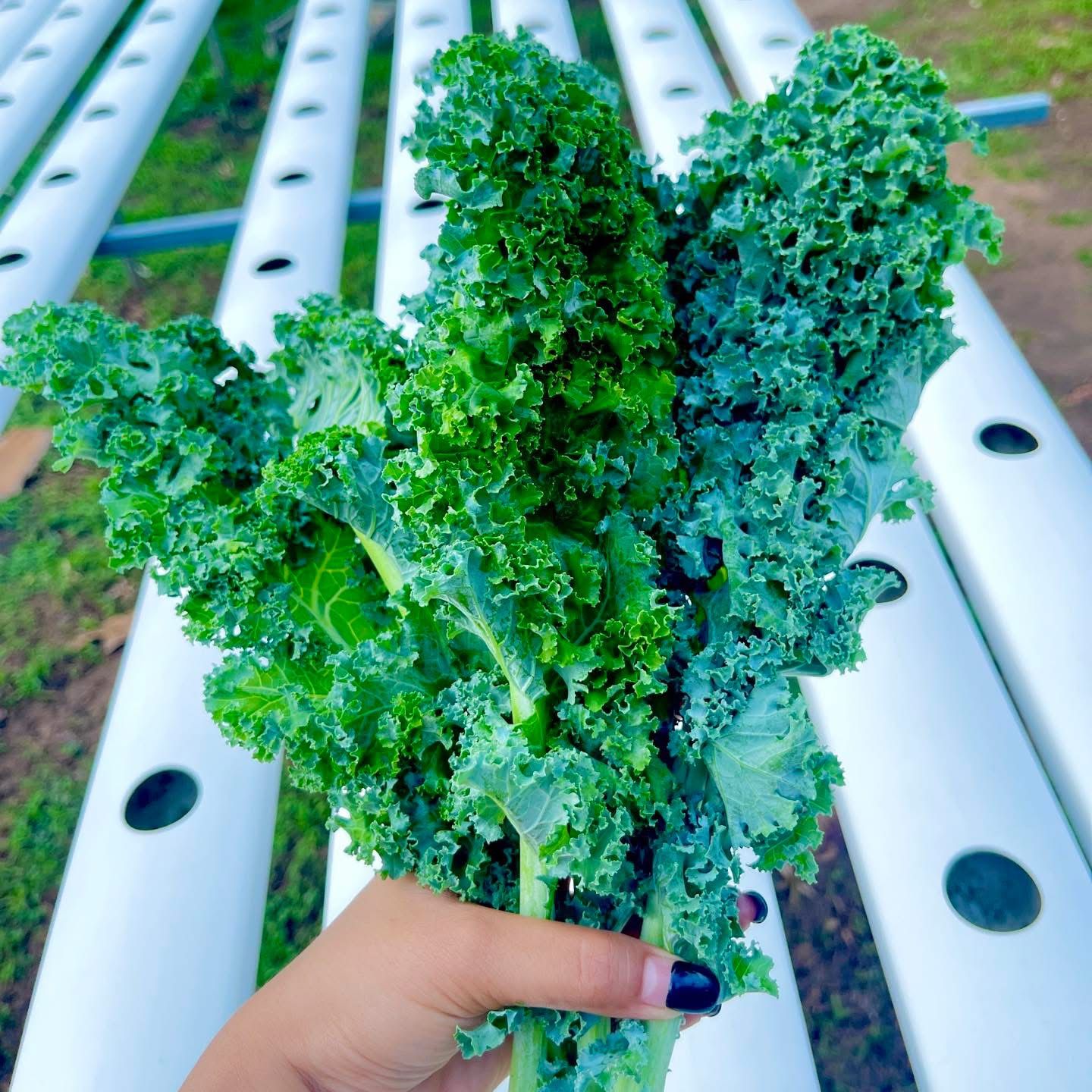 Kale