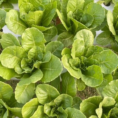 Cos Lettuce