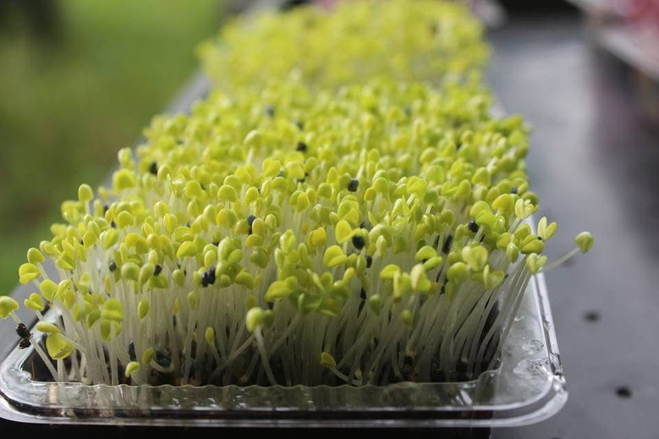 Microgreen Mustard