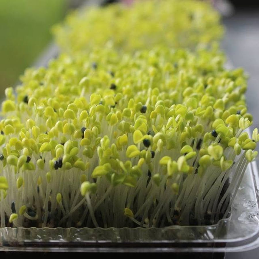 Microgreen Mustard