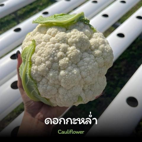 Cauliflower