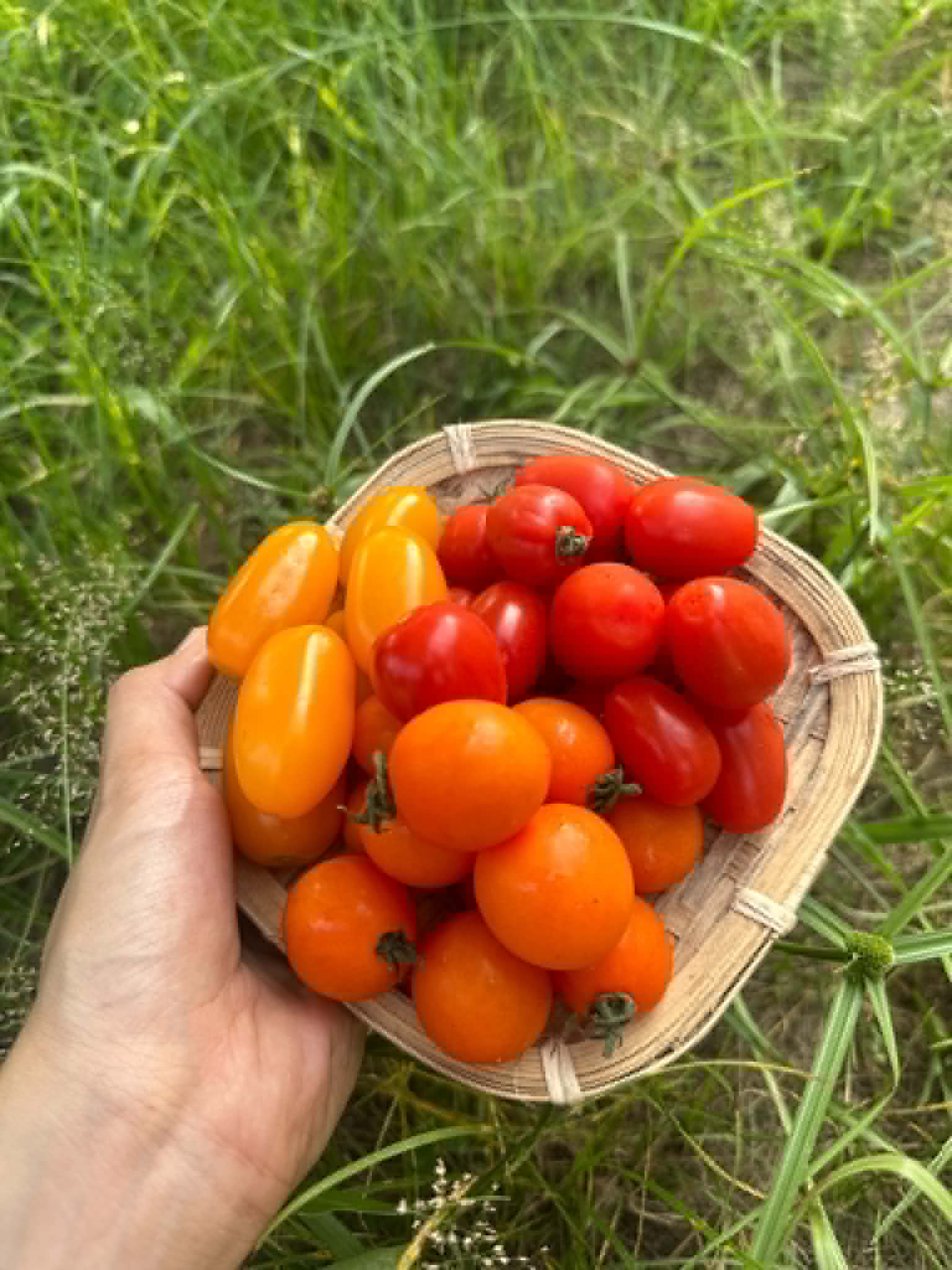 Fancy Tomato Mix (3–5 colours)