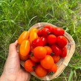 Fancy Tomato Mix (3–5 colours)