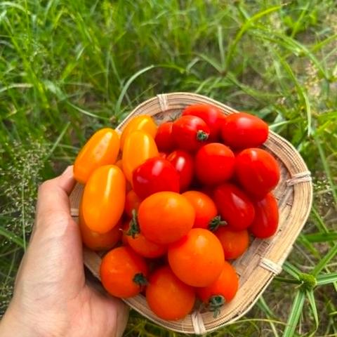 Fancy Tomato Mix (3–5 colours)