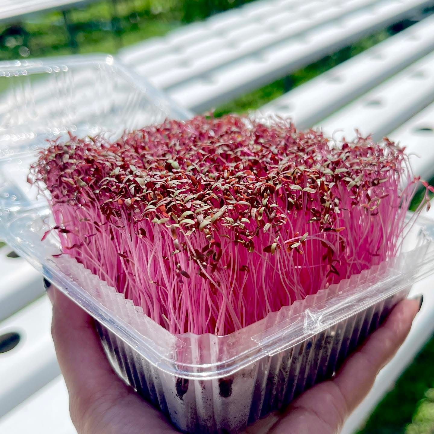 Microgreen Red Spinach