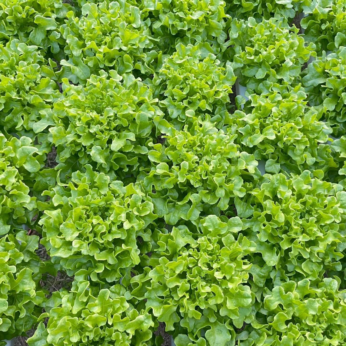Green Oak