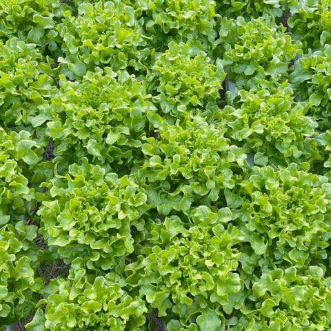 Green Oak