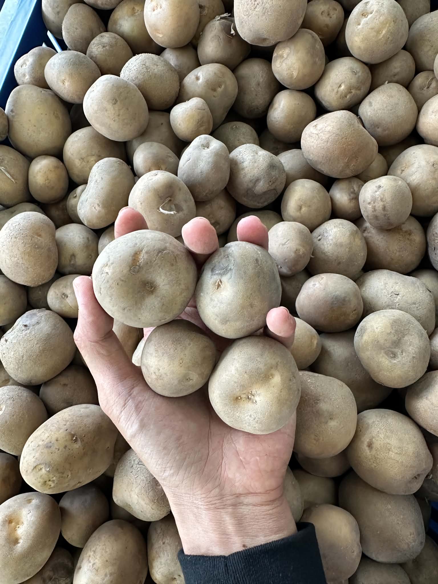 Baby Potato
