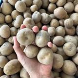 Baby Potato