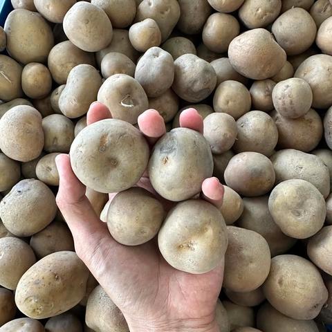 Baby Potato