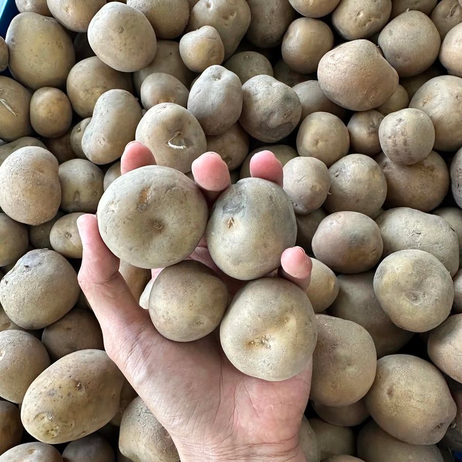 Baby Potato