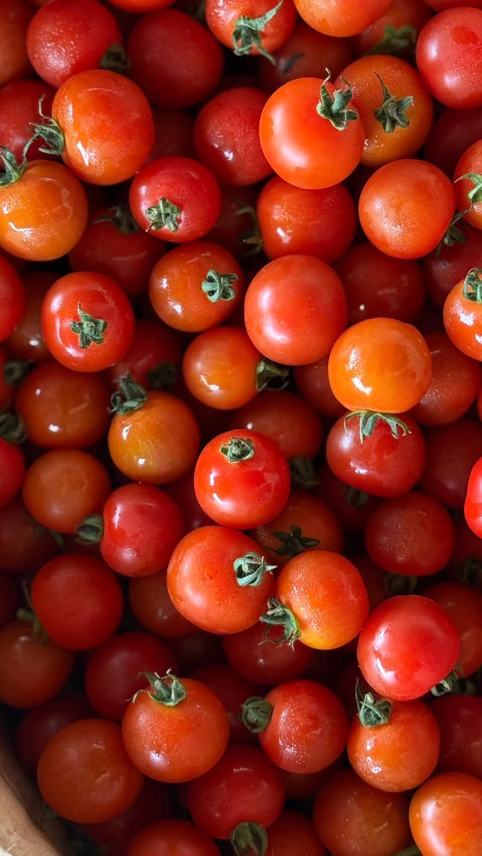 Wild Cherry Tomatoes