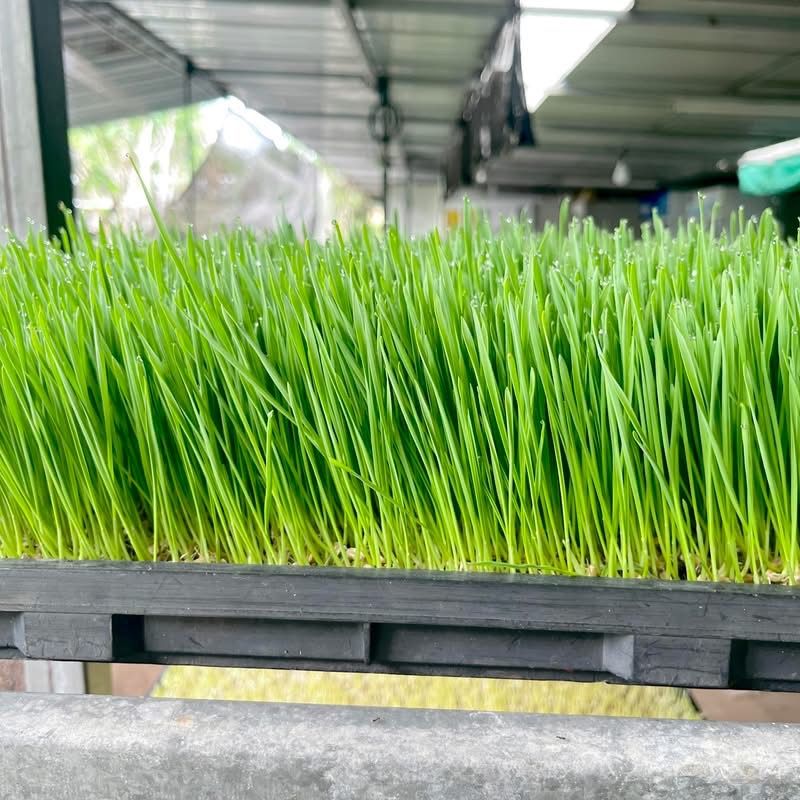 Wheat Sprout