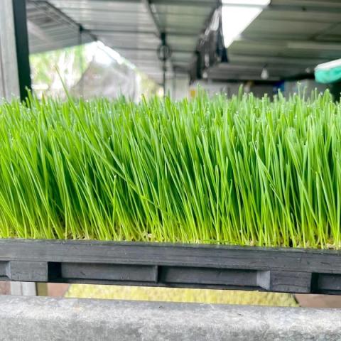 Wheat Sprout