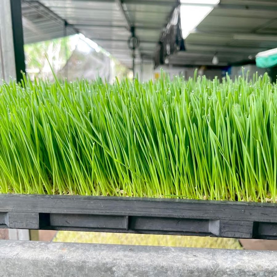 Wheat Sprout