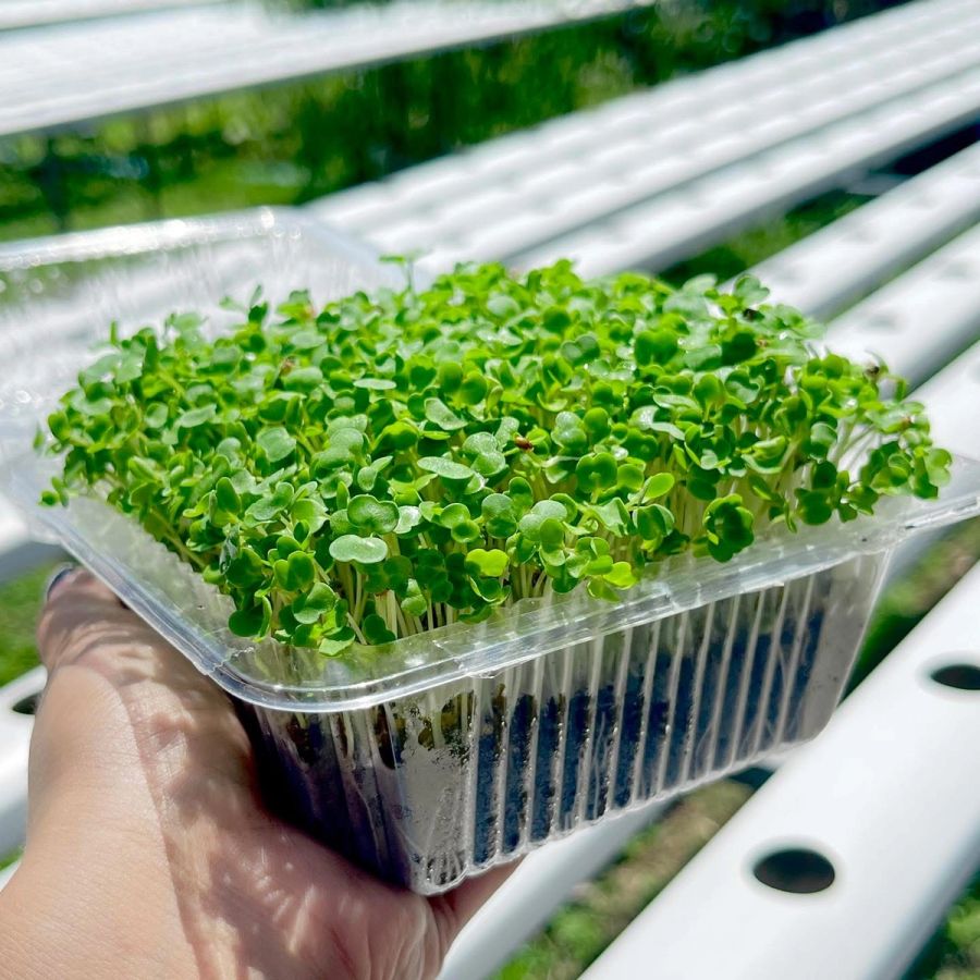 Microgreen Rocket
