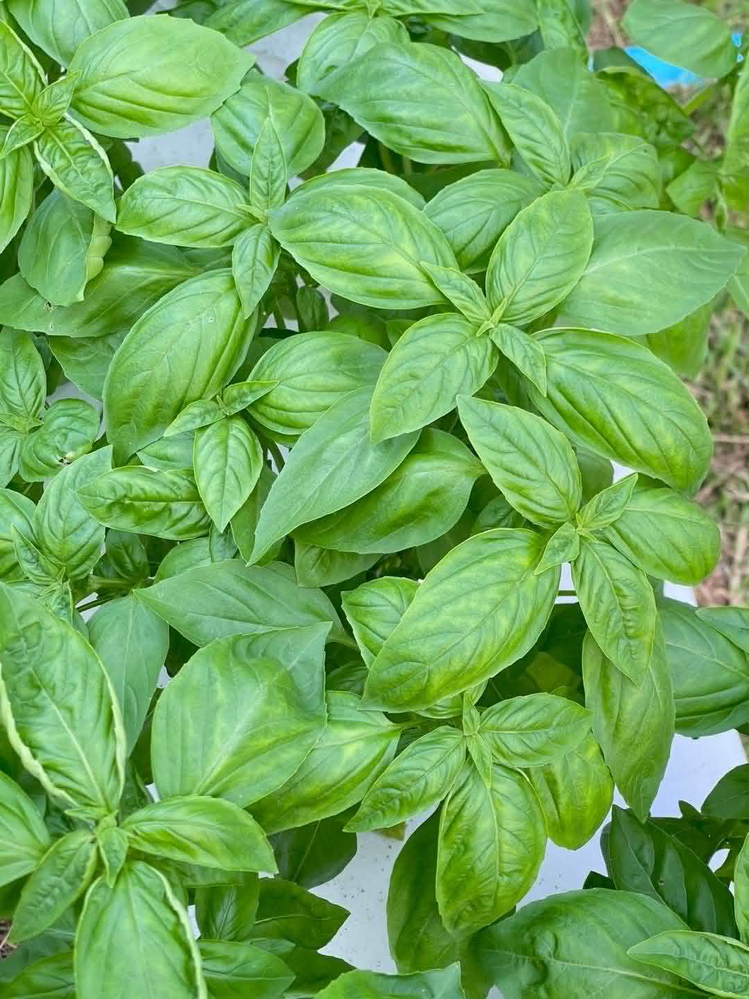 Italian Basil