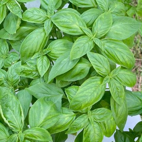 Italian Basil