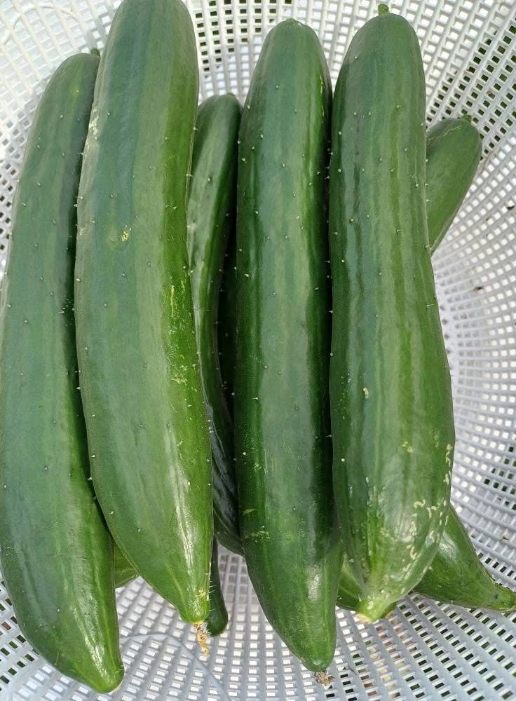 Japanese Cucumber