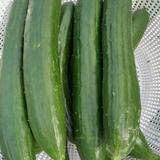 Japanese Cucumber