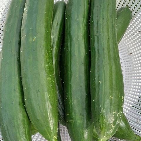 Japanese Cucumber