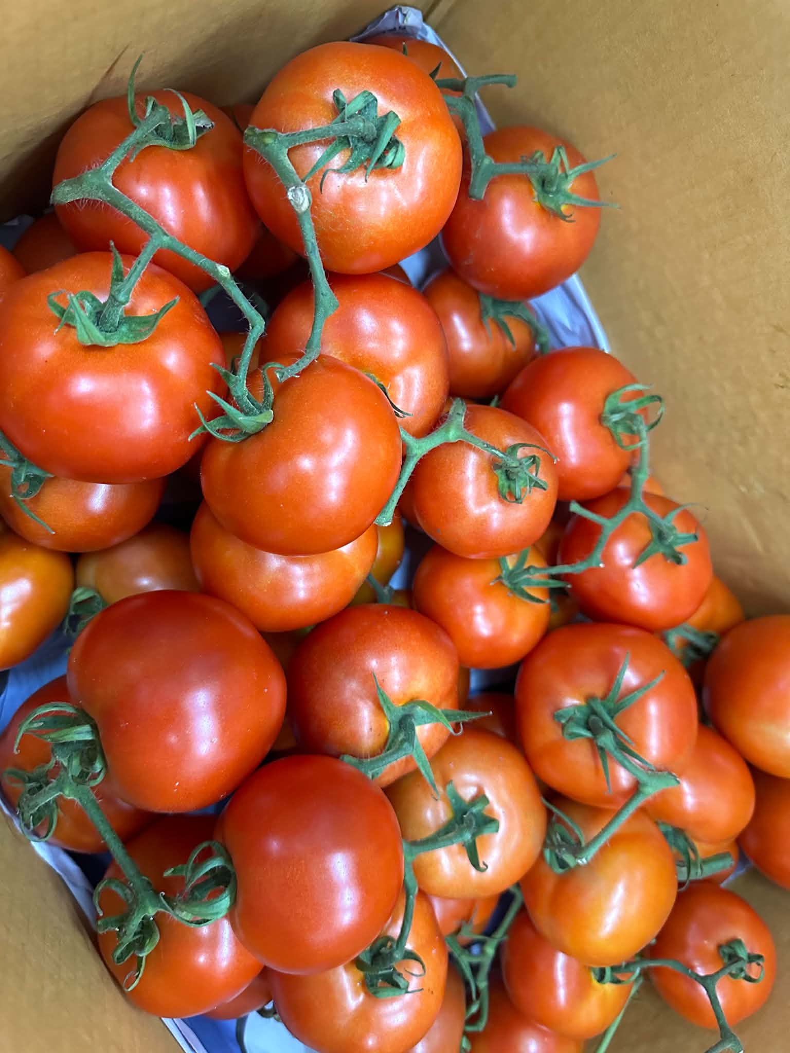 Beef Tomatoes
