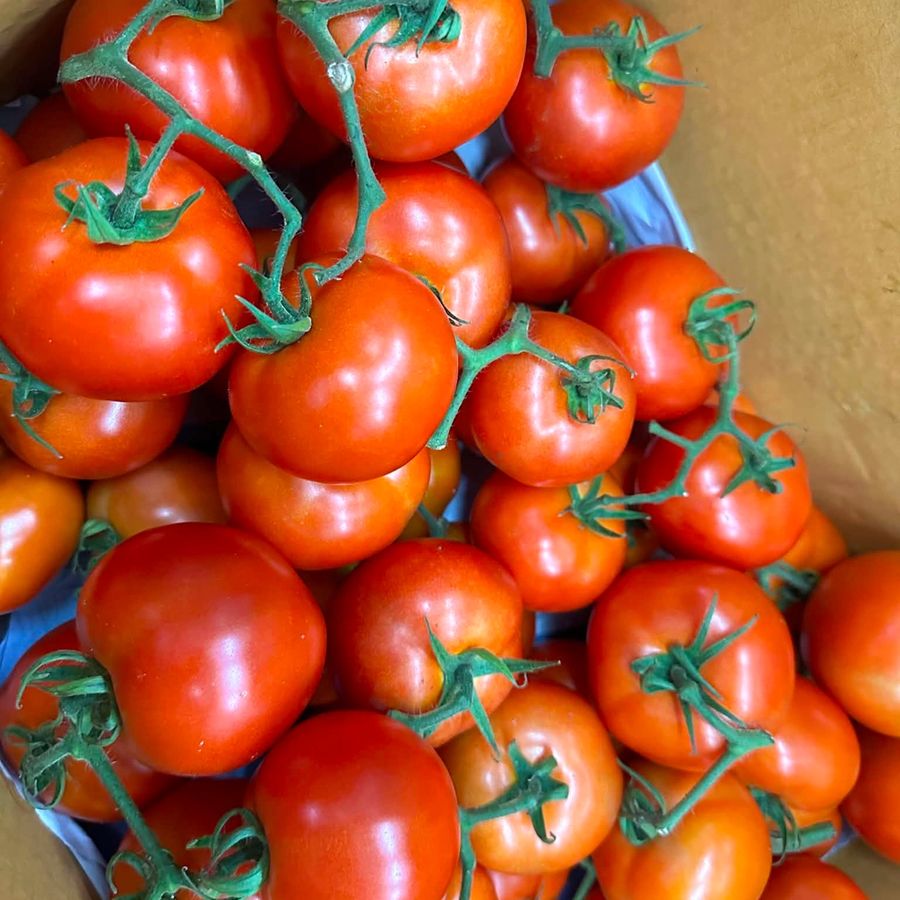 Beef Tomatoes