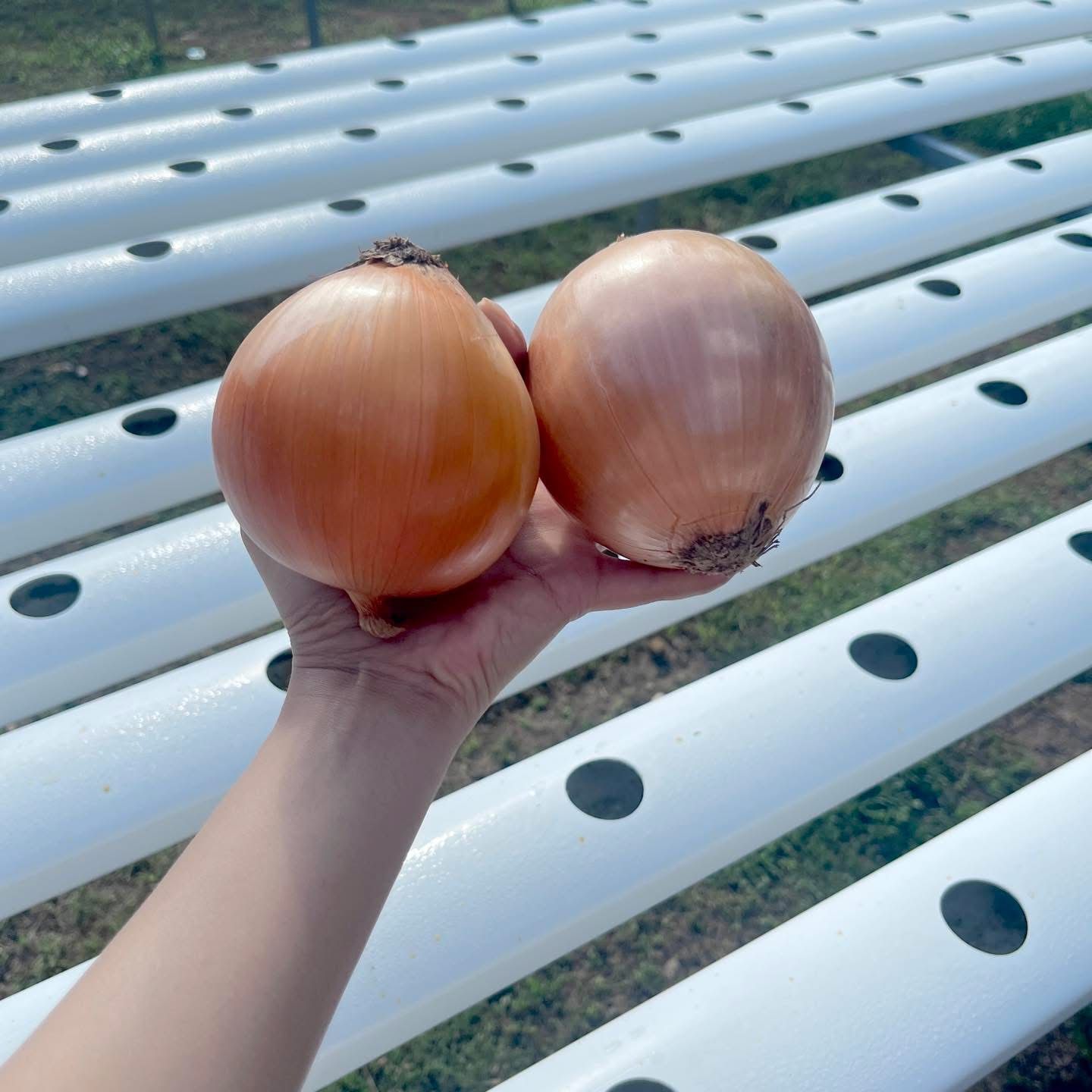 Onion