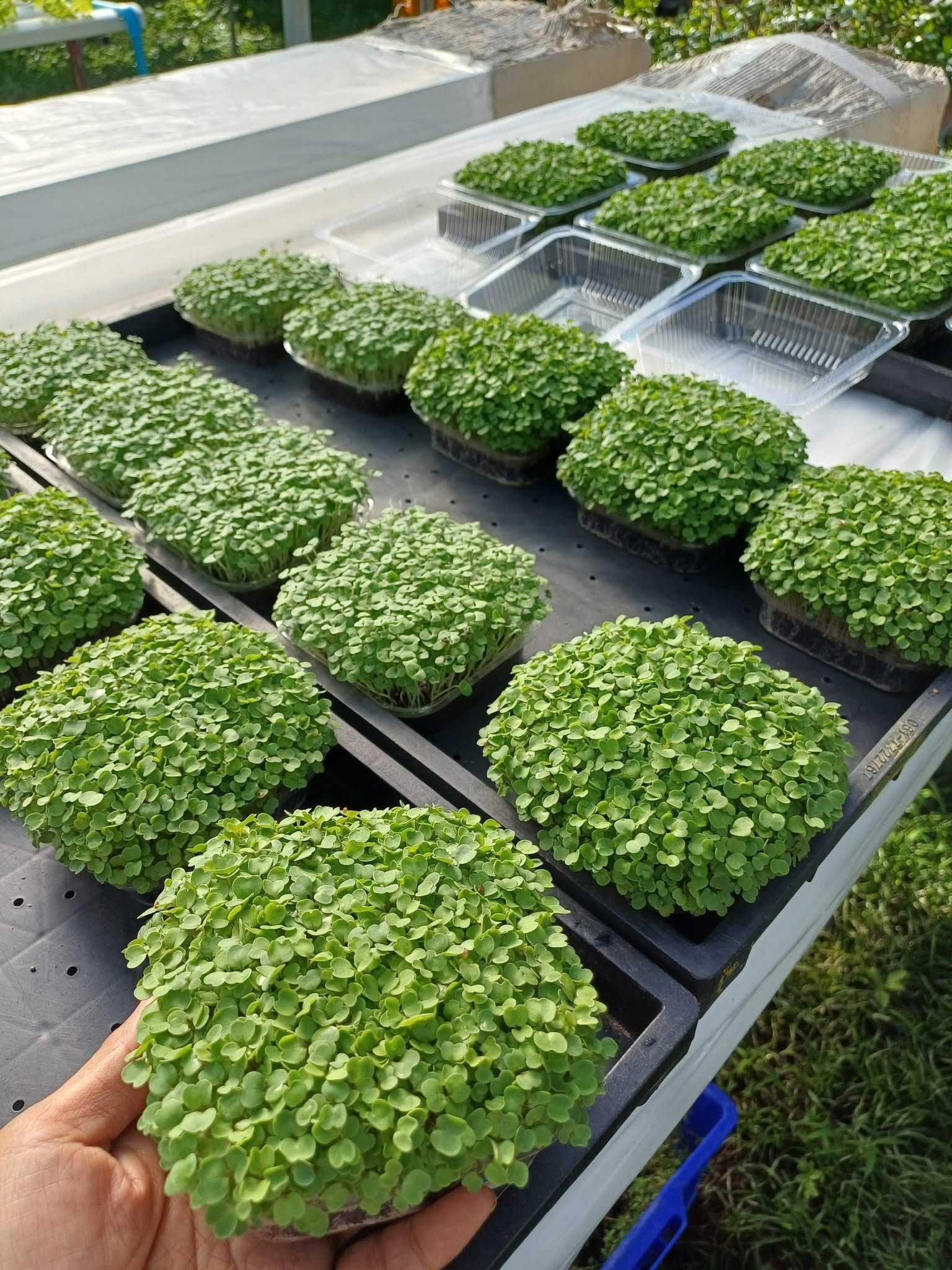 Microgreen Mix Box (small)