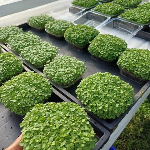 Microgreen Mix Box (small)
