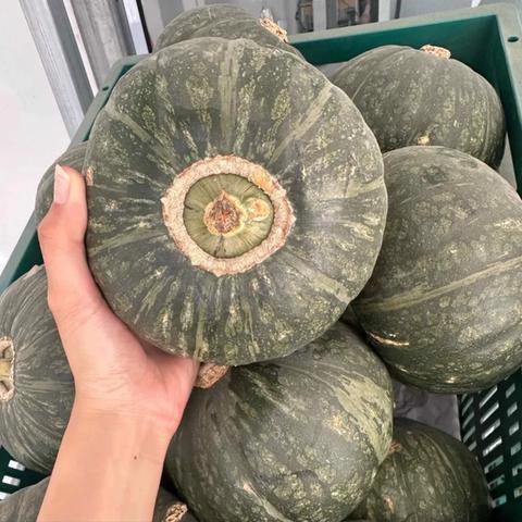 Japanese Ball Pumpkin