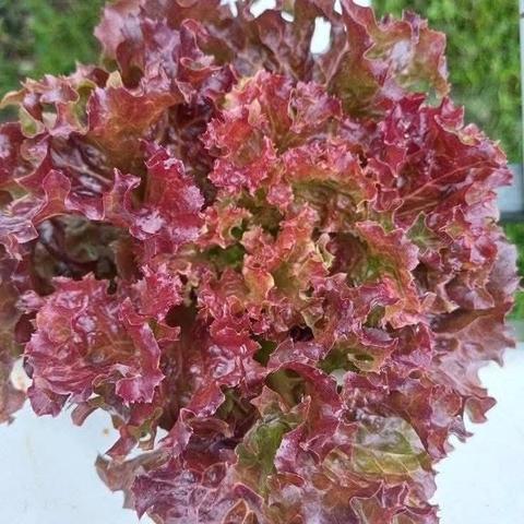 Red Coral