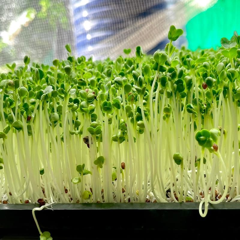 Radish Sprout