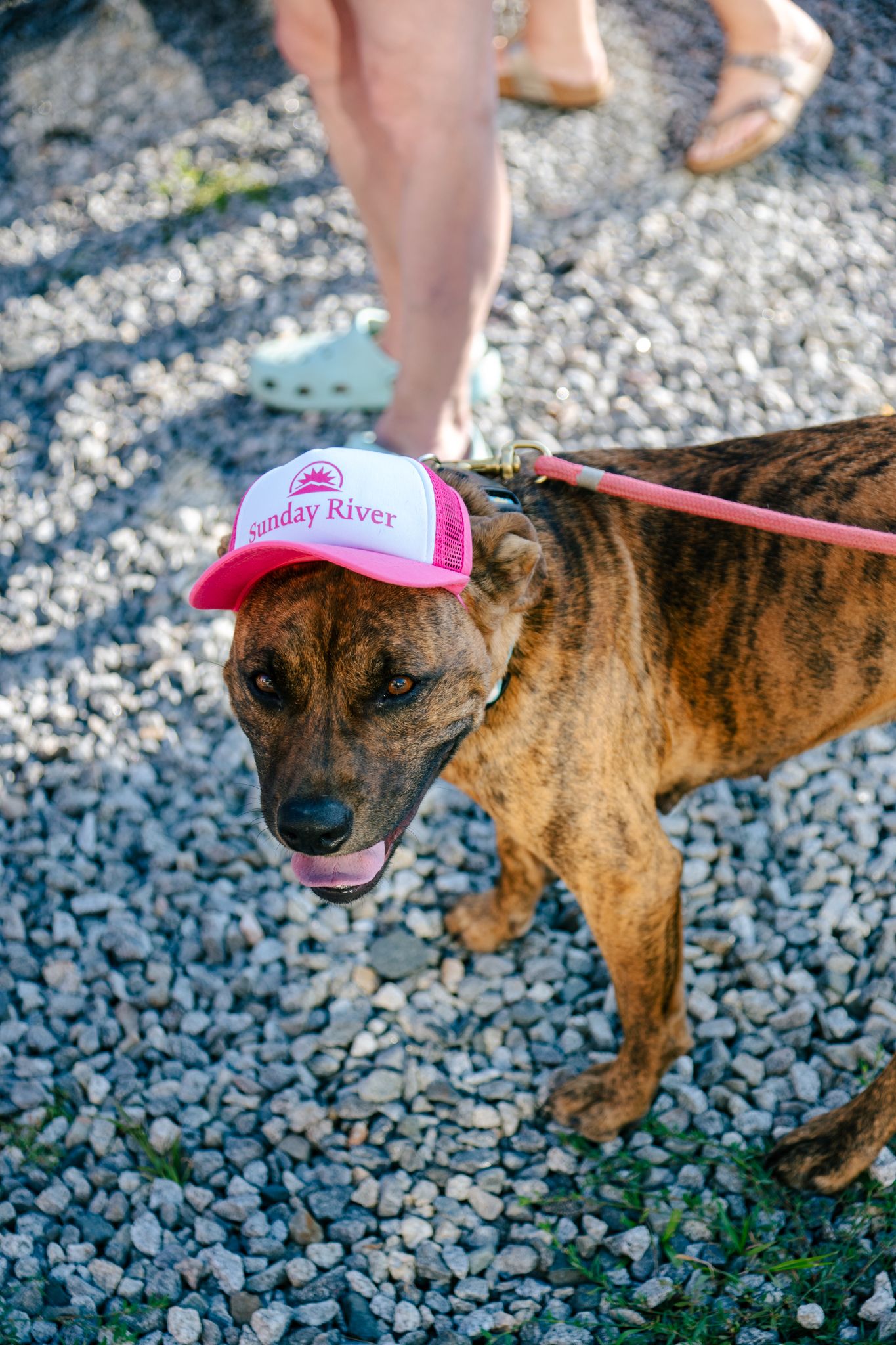 A cute dog wearing a Sunday River hat.