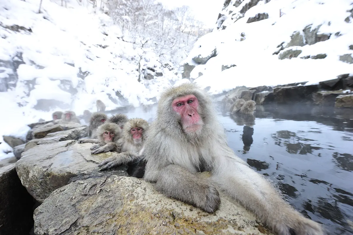 Shiga Kogen Mountain Resort