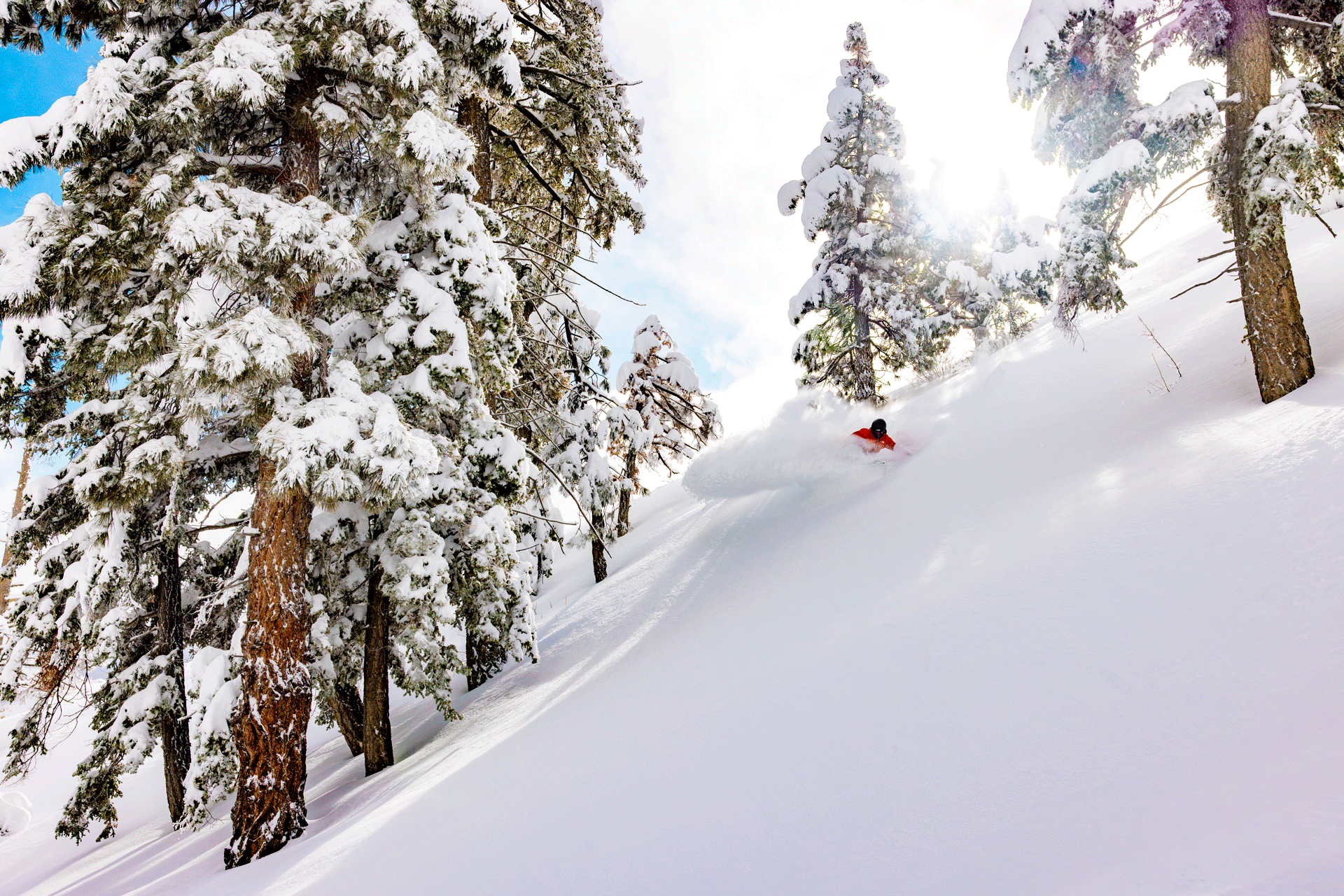 Snowboarder at Big Bear Mountain Resort going between trees on a bluebird day