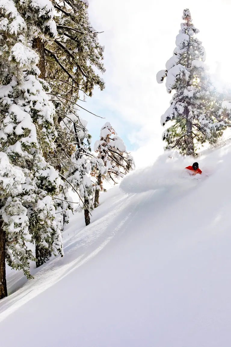 Snowboarder at Big Bear Mountain Resort going between trees on a bluebird day