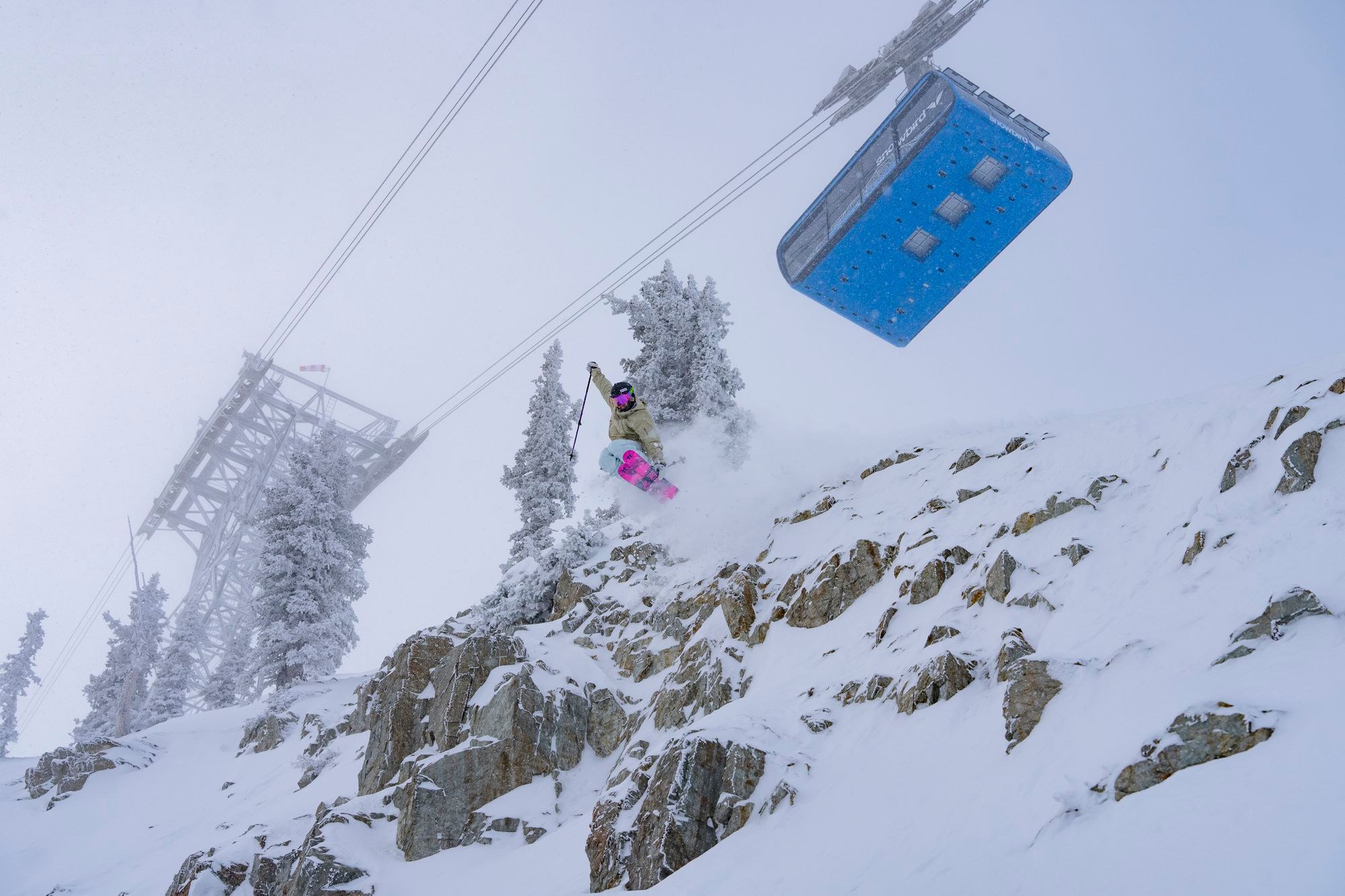 Snowbird