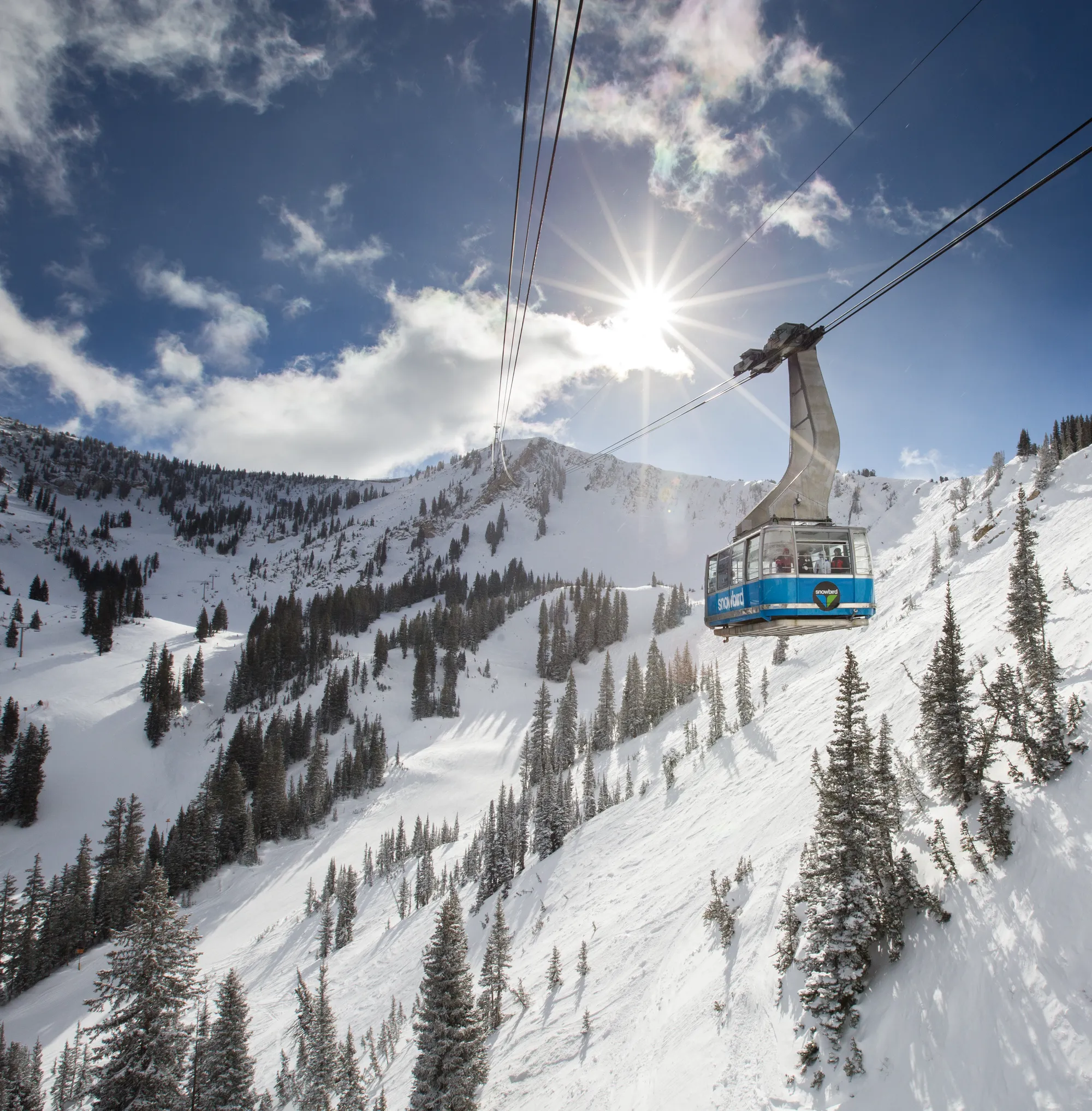 Snowbird