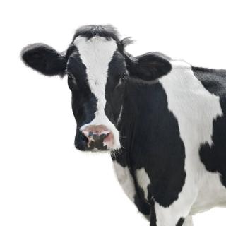 Cow-1.jpg