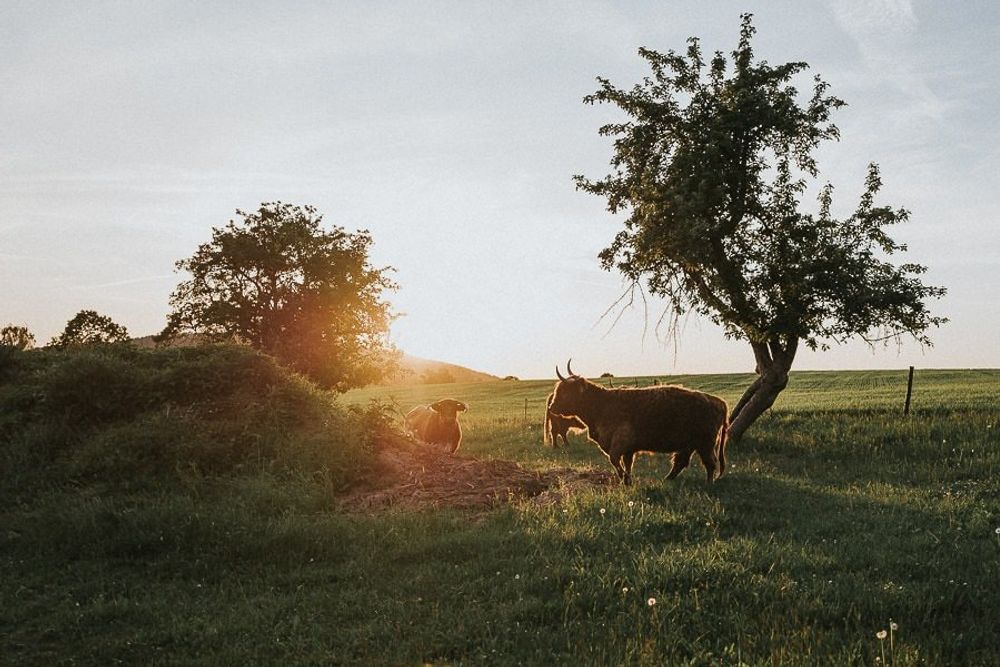 Boho Hochzeit Bautzen - hochzeitsfotograf bautzen hochzeitsfotograf tim schneider dresden leipzig sachsen vintage hochzeit oberlausitz 92