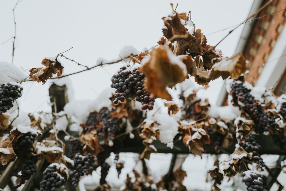Galeriebild 15: Winterhochzeit in Schkeuditz
